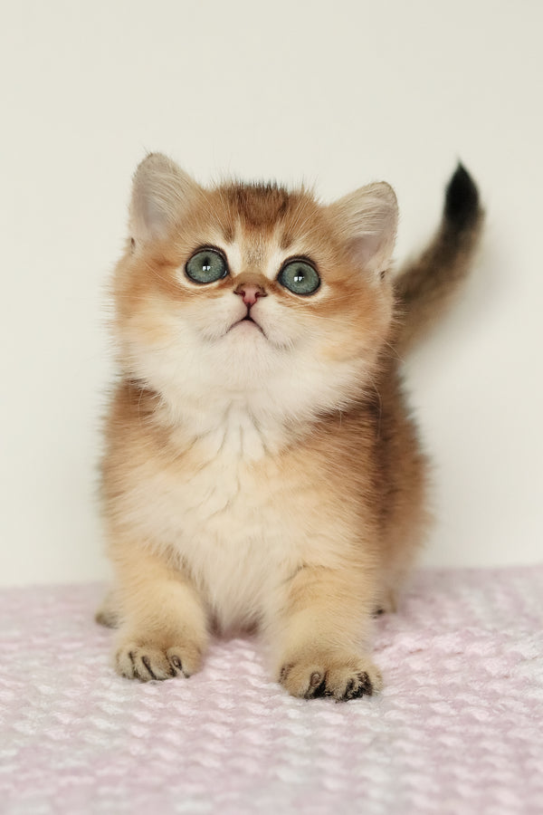Marsell | British Shorthair Kitten