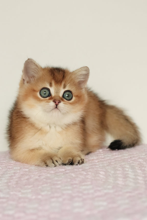 Marsell | British Shorthair Kitten