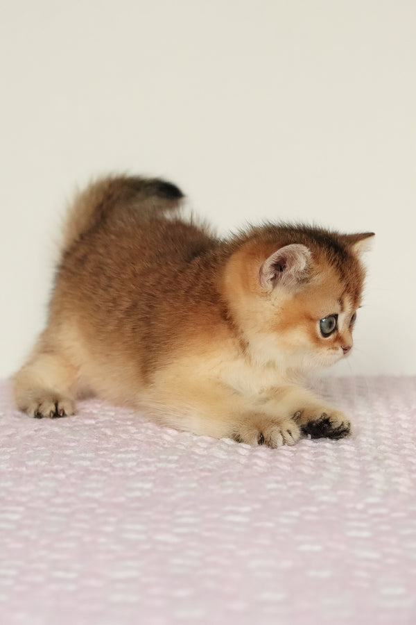 Marsell | British Shorthair Kitten