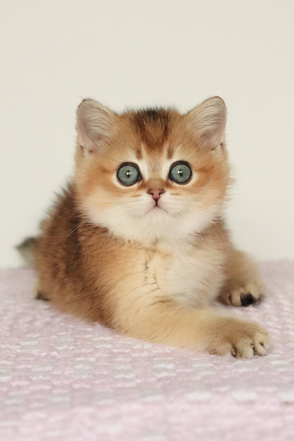 Marsell | British Shorthair Kitten
