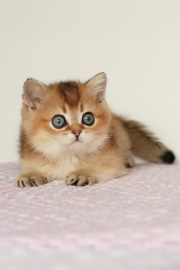 Marsell | British Shorthair Kitten