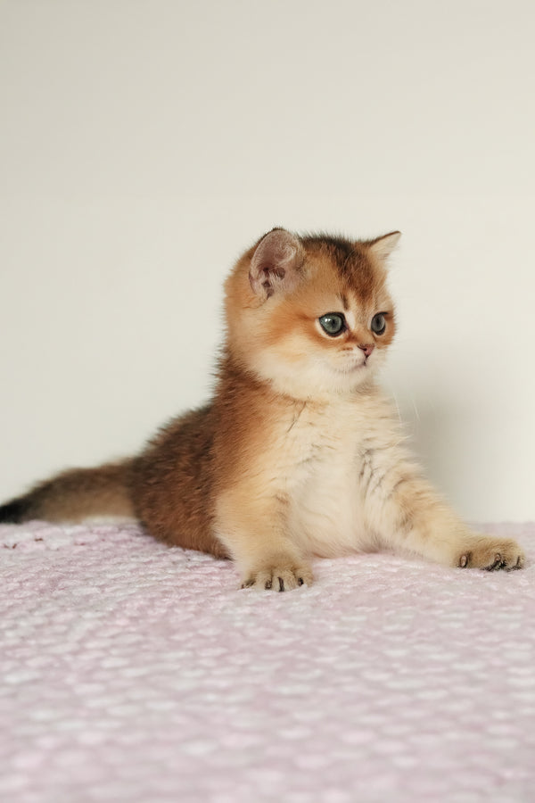 Marsell | British Shorthair Kitten