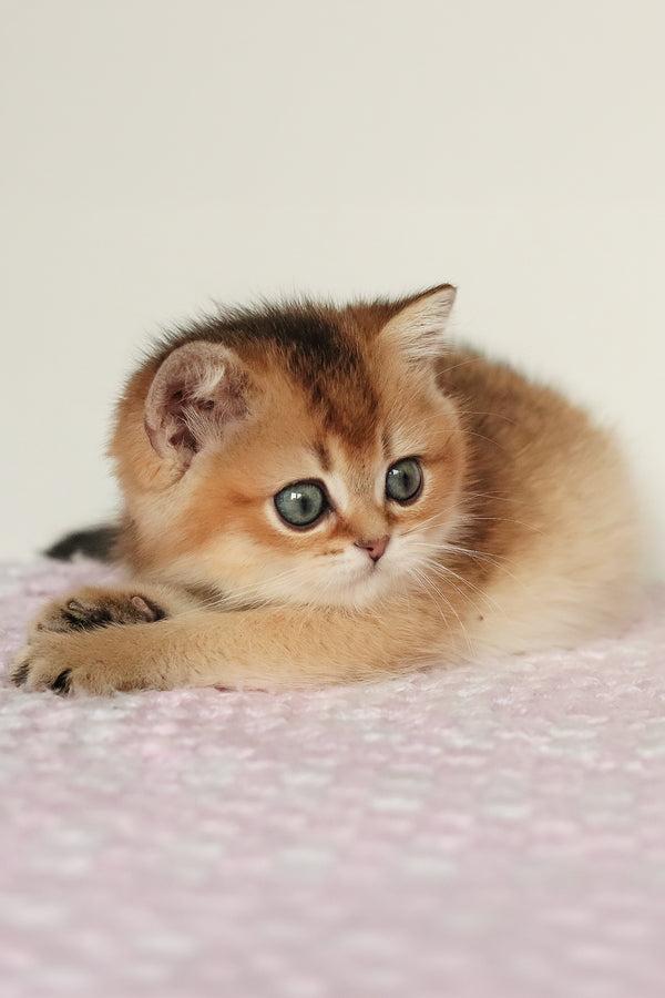 Marsell | British Shorthair Kitten