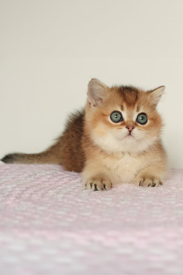 Marsell | British Shorthair Kitten