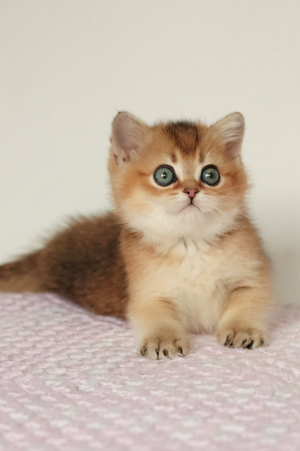Marsell | British Shorthair Kitten