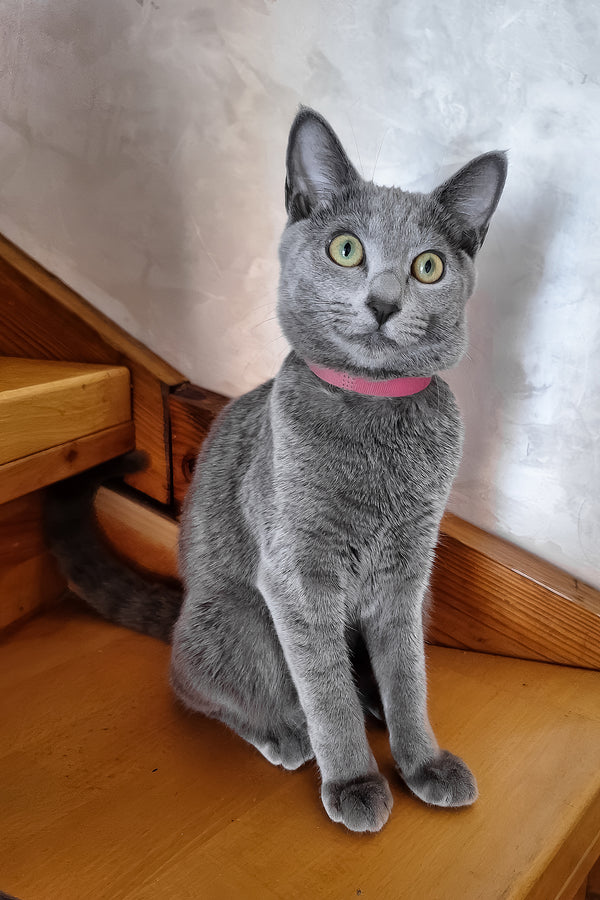 Marta | Russian Blue Kitten
