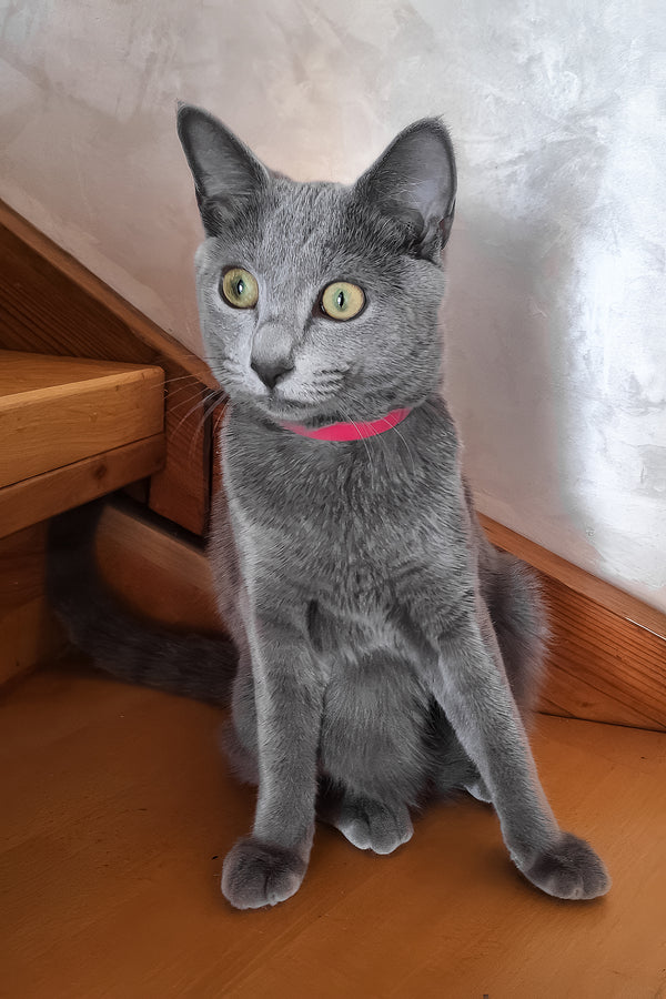 Marta | Russian Blue Kitten