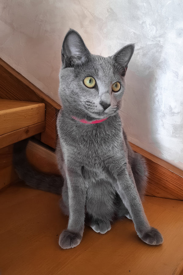 Marta | Russian Blue Kitten