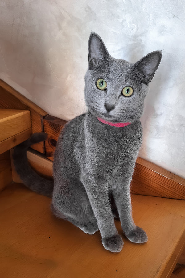 Marta | Russian Blue Kitten