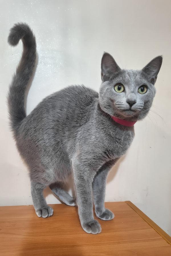 Marta | Russian Blue Kitten