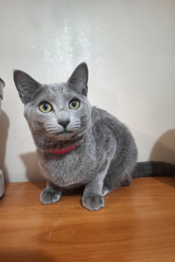 Marta | Russian Blue Kitten