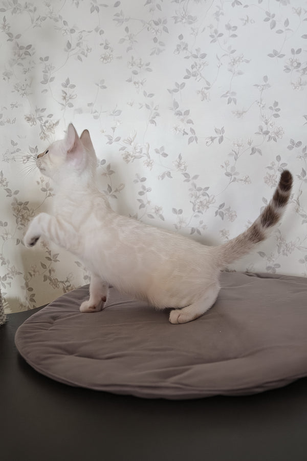 Martin | Bengal Kitten