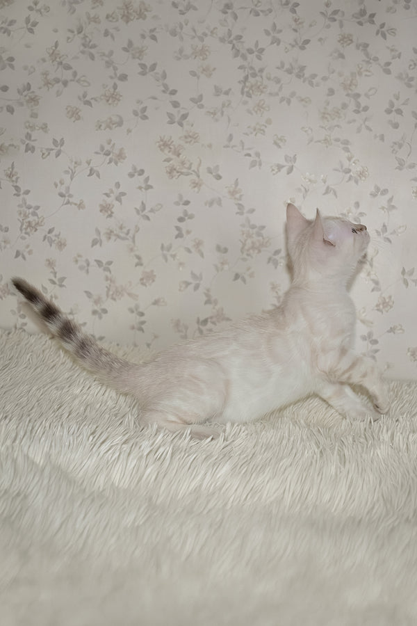 Martin | Bengal Kitten