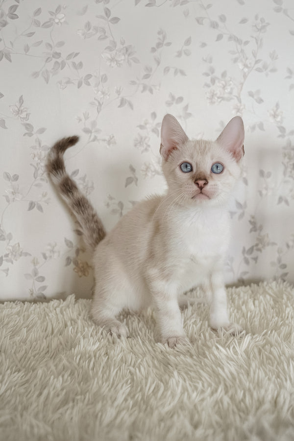 Martin | Bengal Kitten