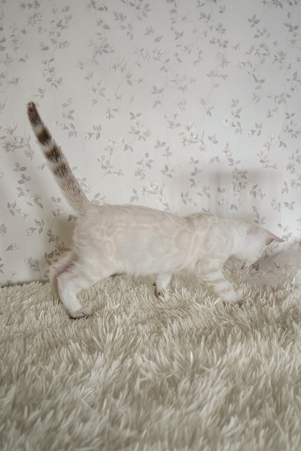 Martin | Bengal Kitten