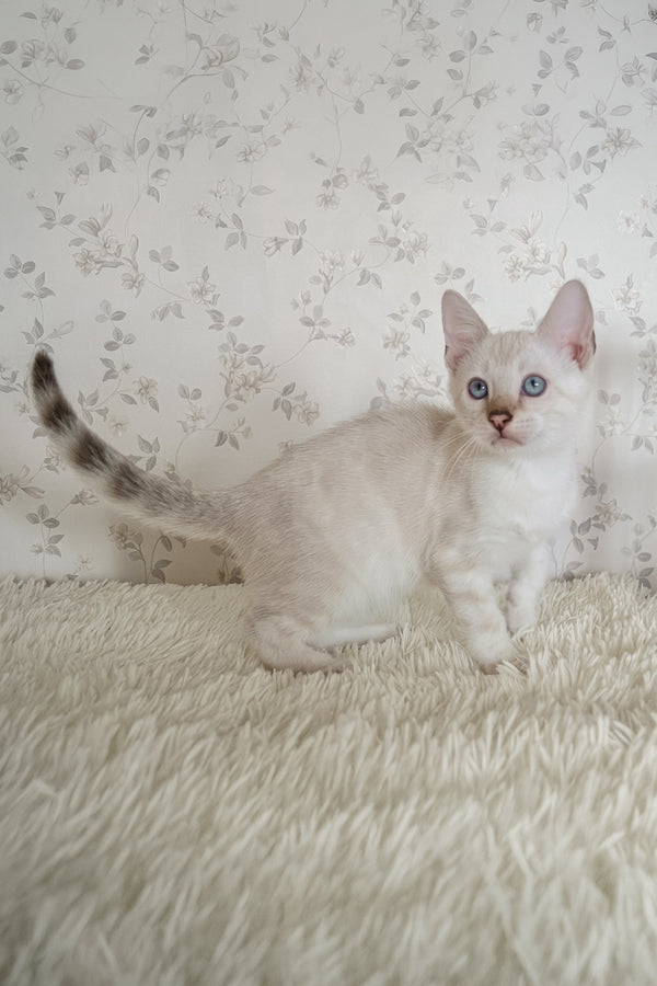Martin | Bengal Kitten