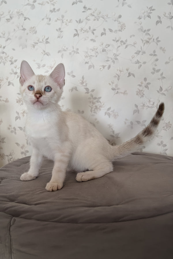 Martin | Bengal Kitten