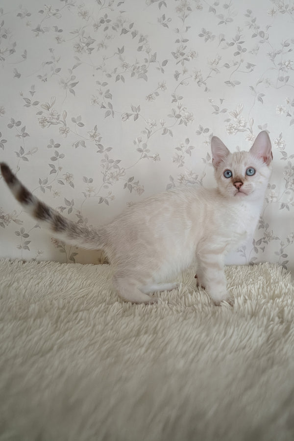 Martin | Bengal Kitten