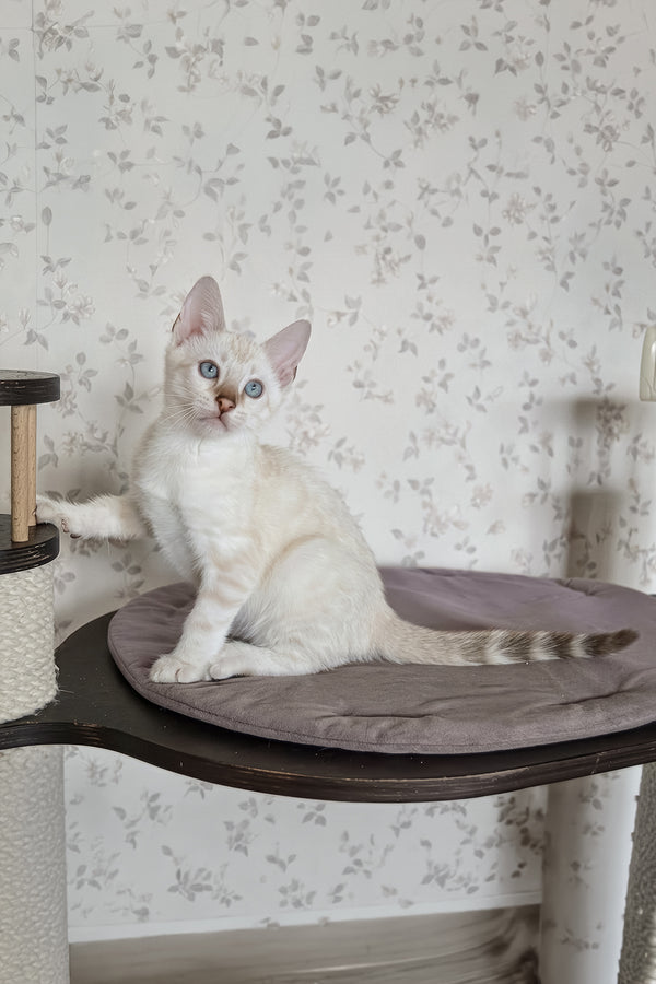 Martin | Bengal Kitten