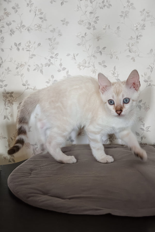 Martin | Bengal Kitten