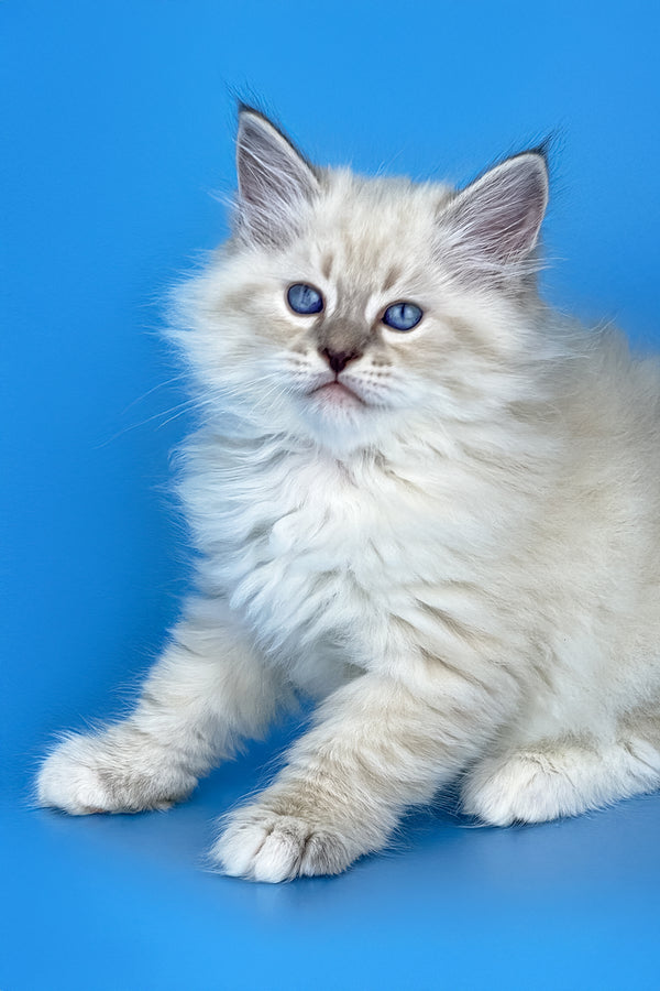 Marvel | Siberian Kitten