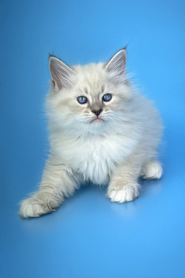 Marvel | Siberian Kitten