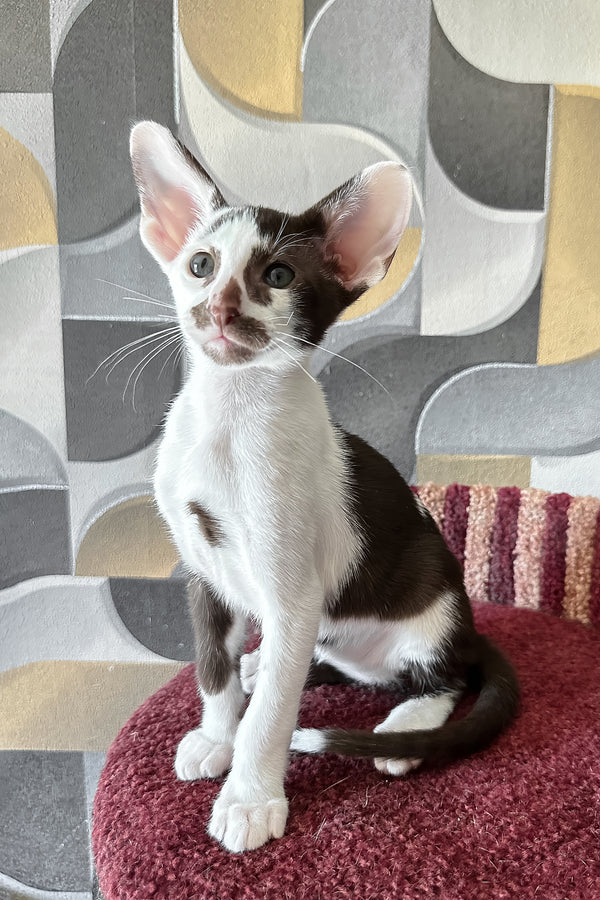 Marzipan | Oriental Shorthair Kitten
