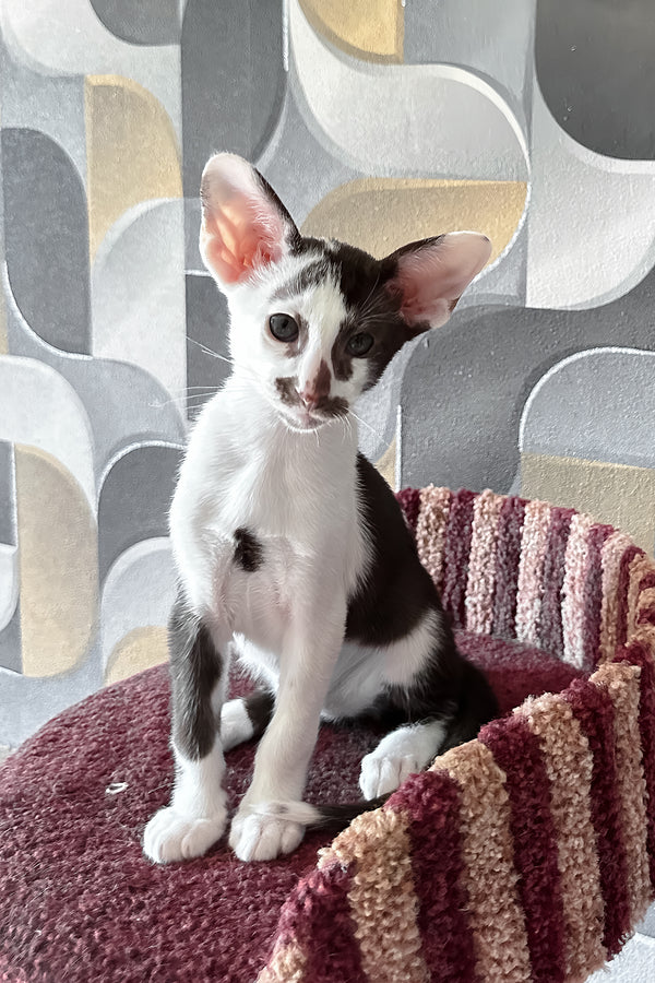 Marzipan | Oriental Shorthair Kitten