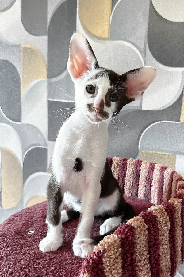 Marzipan | Oriental Shorthair Kitten