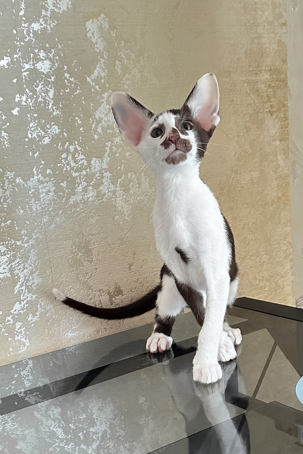 Marzipan | Oriental Shorthair Kitten
