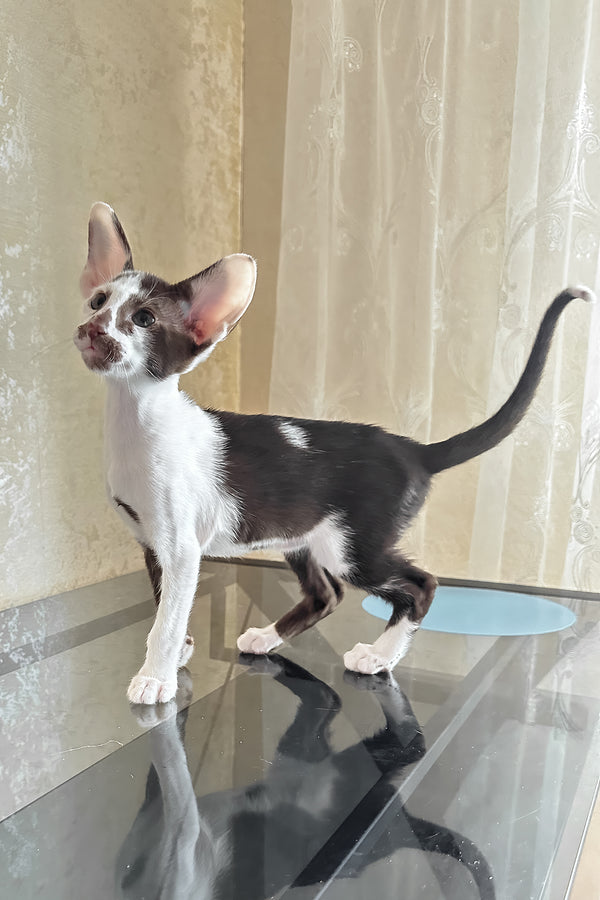 Marzipan | Oriental Shorthair Kitten