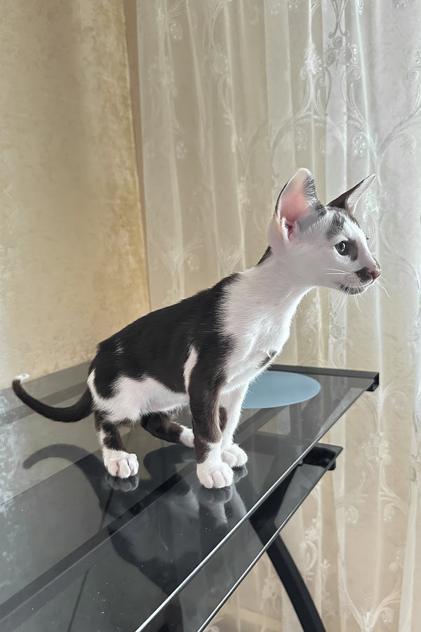 Marzipan | Oriental Shorthair Kitten