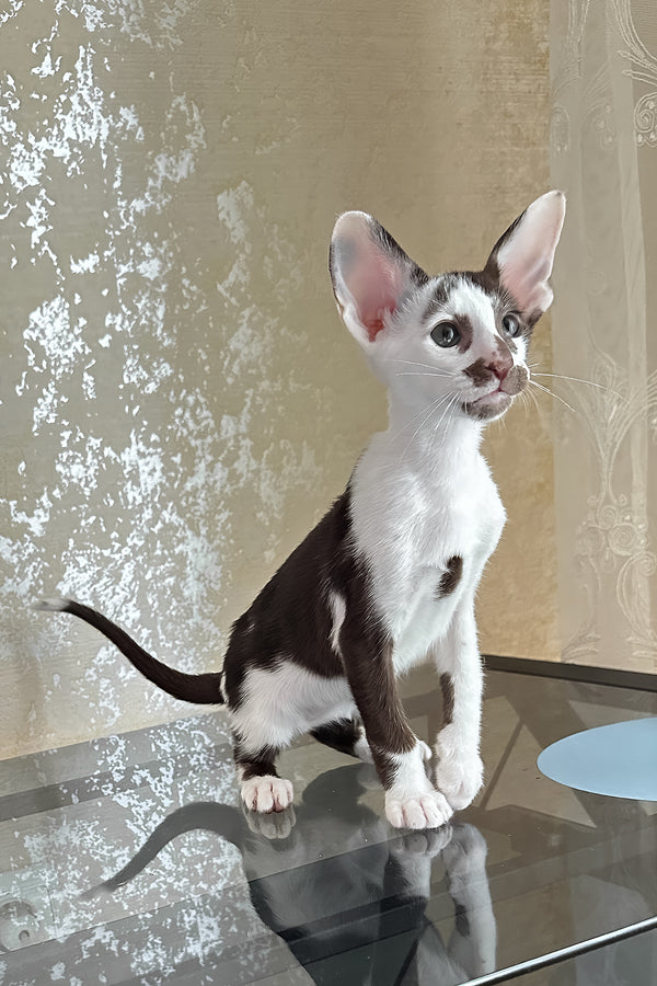Marzipan | Oriental Shorthair Kitten