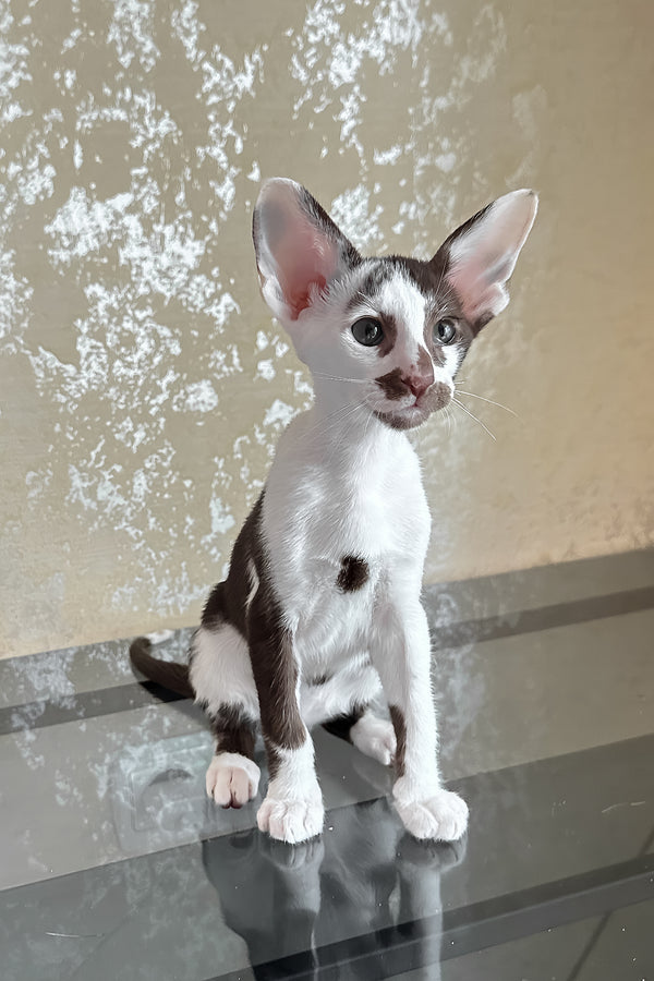 Marzipan | Oriental Shorthair Kitten