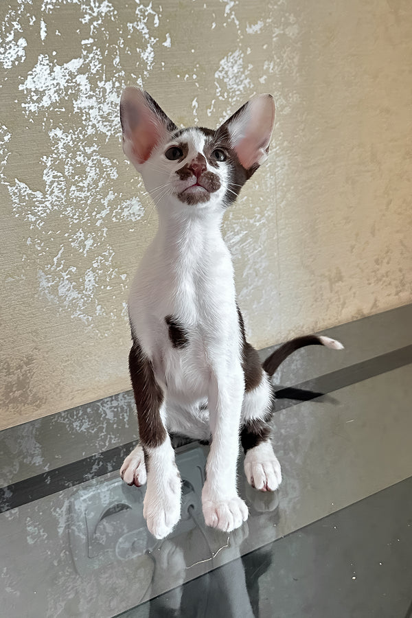 Marzipan | Oriental Shorthair Kitten