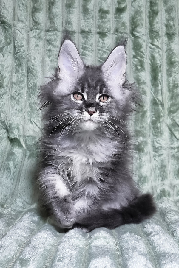 Masha | Maine Coon Kitten