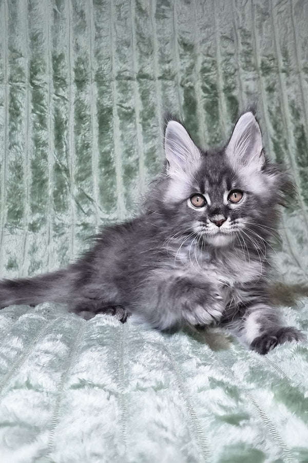 Masha | Maine Coon Kitten