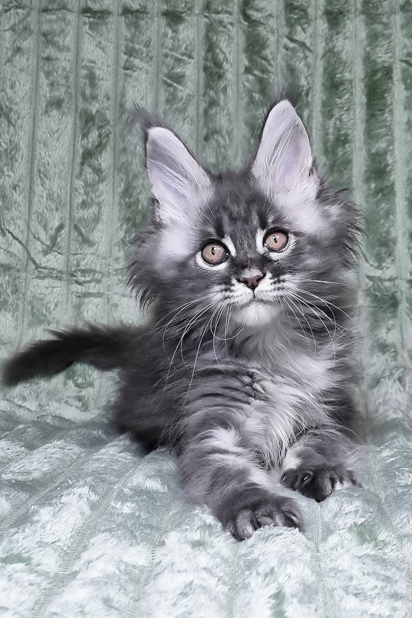 Masha | Maine Coon Kitten