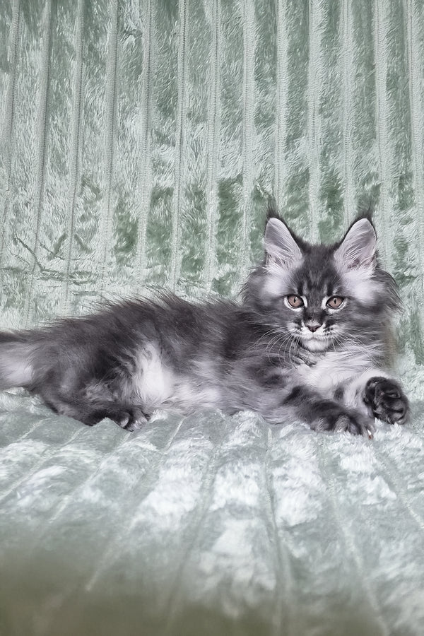 Masha | Maine Coon Kitten