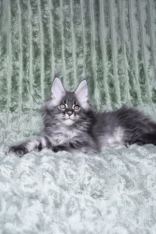 Masha | Maine Coon Kitten