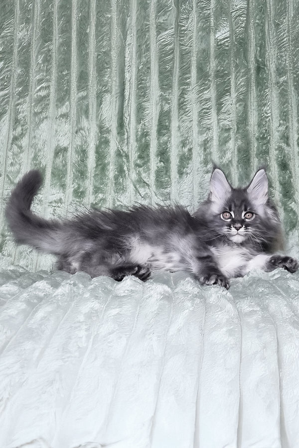 Masha | Maine Coon Kitten