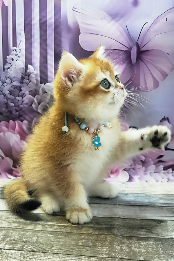 Mason | British Shorthair Kitten