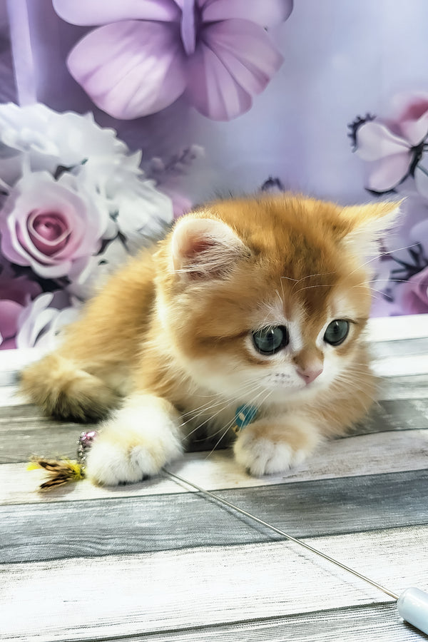 Mason | British Shorthair Kitten