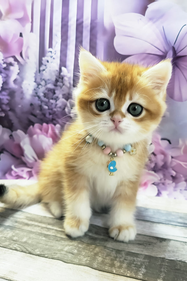 Mason | British Shorthair Kitten