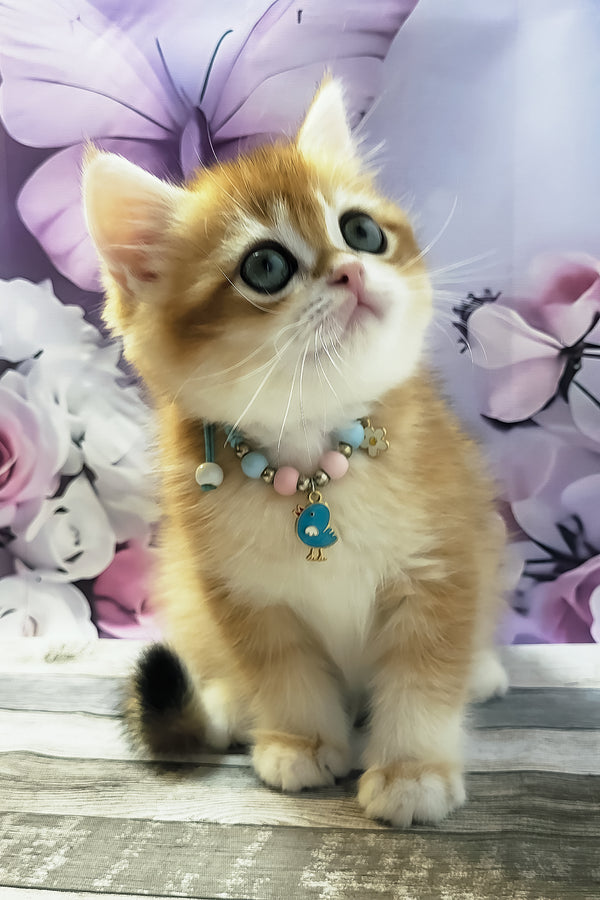 Mason | British Shorthair Kitten