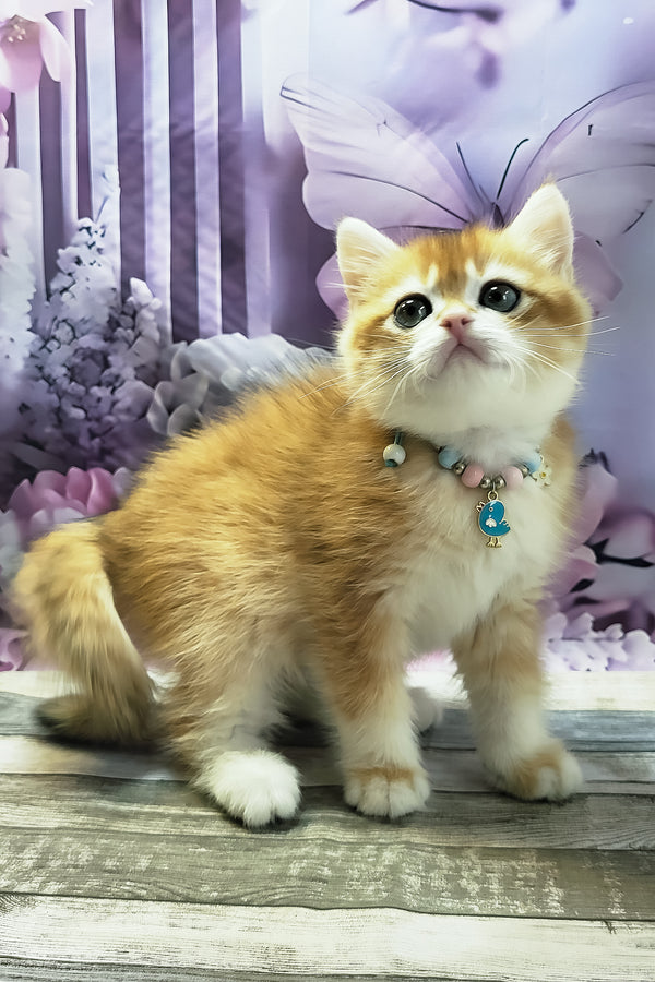 Mason | British Shorthair Kitten