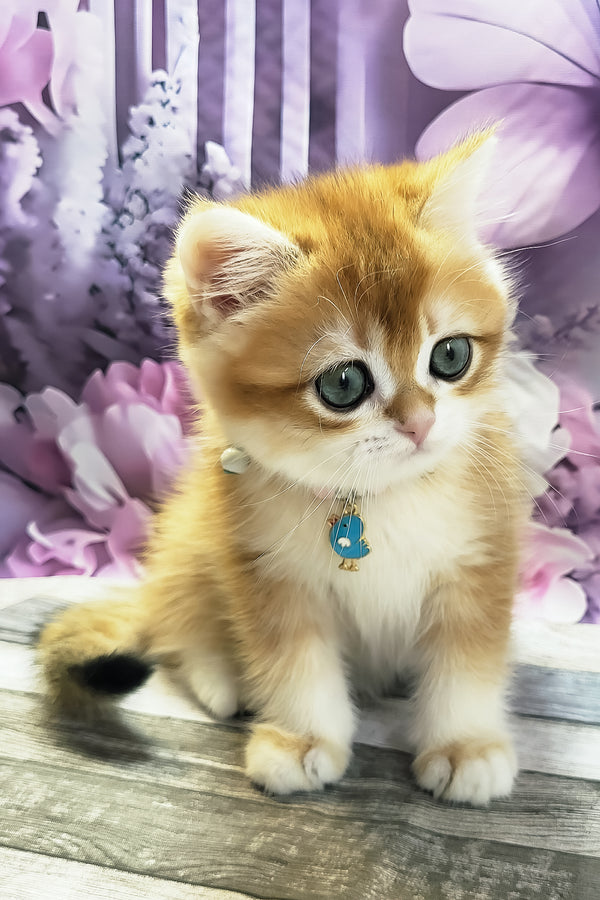Mason | British Shorthair Kitten