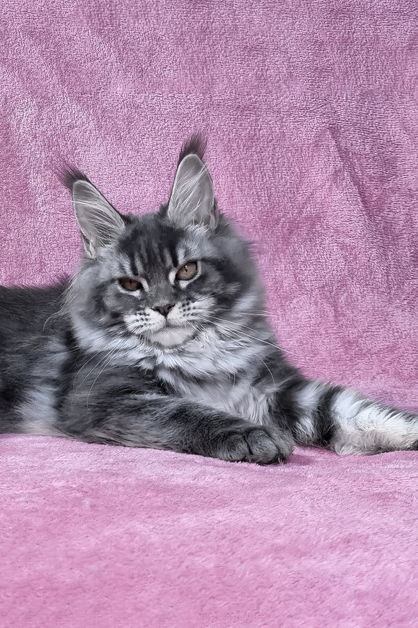 Masy | Maine Coon Kitten