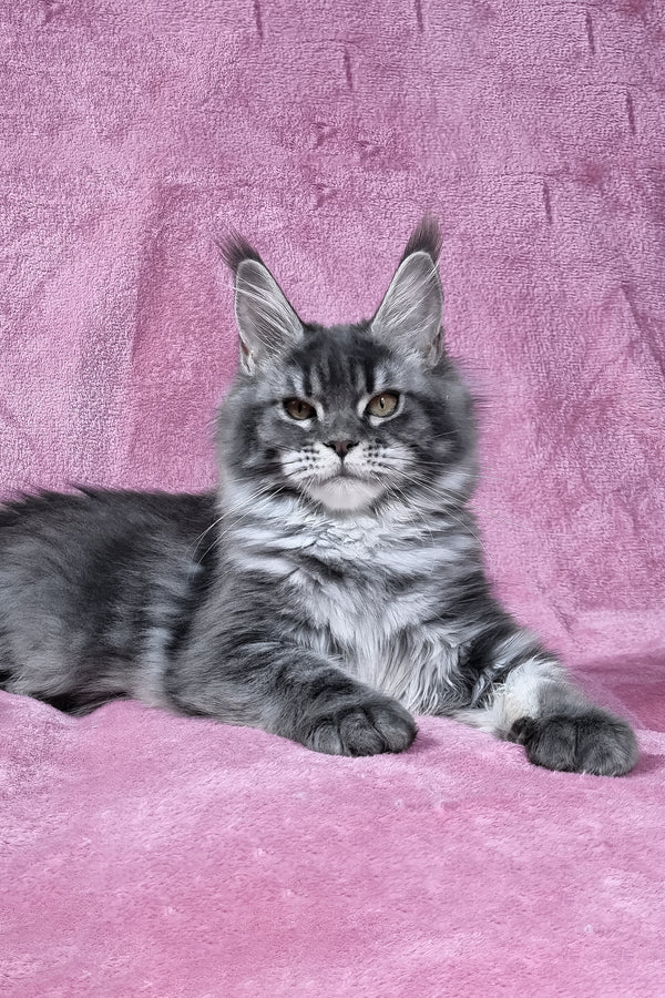 Masy | Maine Coon Kitten