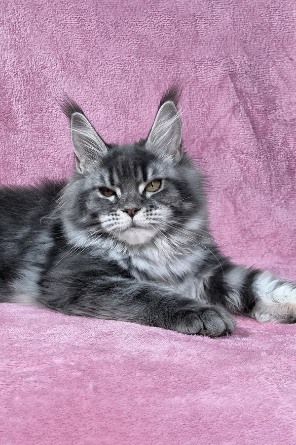 Masy | Maine Coon Kitten